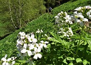 92 Bei fiori bianchi di Dentaria minore ( Cardamine bulbifera)
